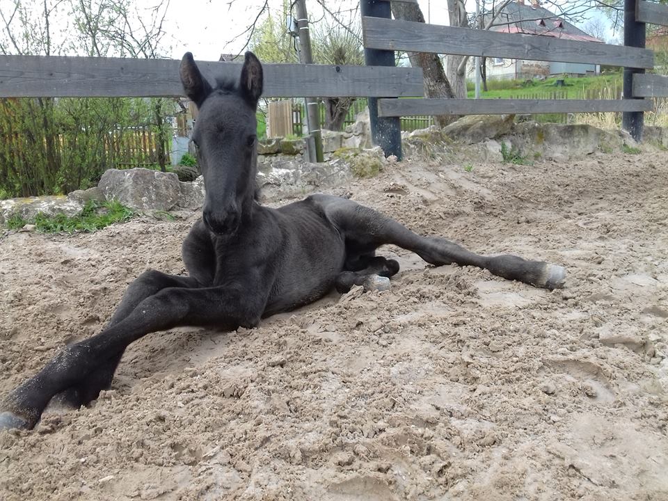 http://www.farmakotelsko.cz/images/kone/nase-kone/CADERA1.jpg