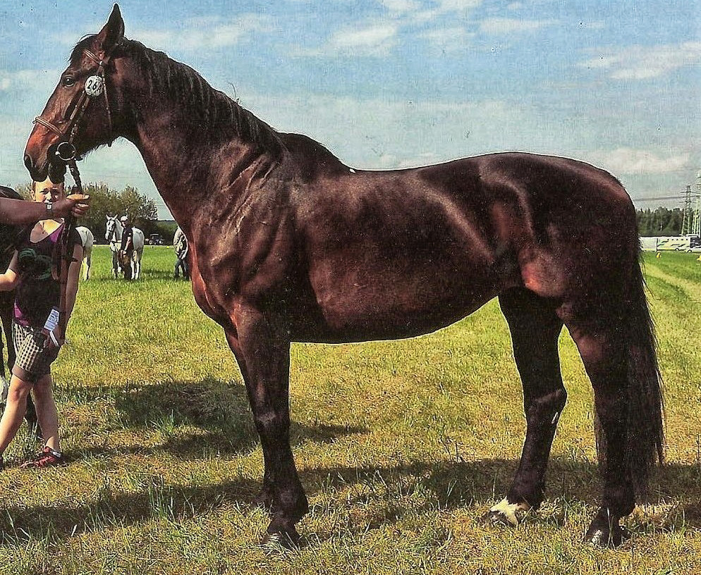 http://www.farmakotelsko.cz/images/kone/nase-kone/ROUSMERY1.jpeg