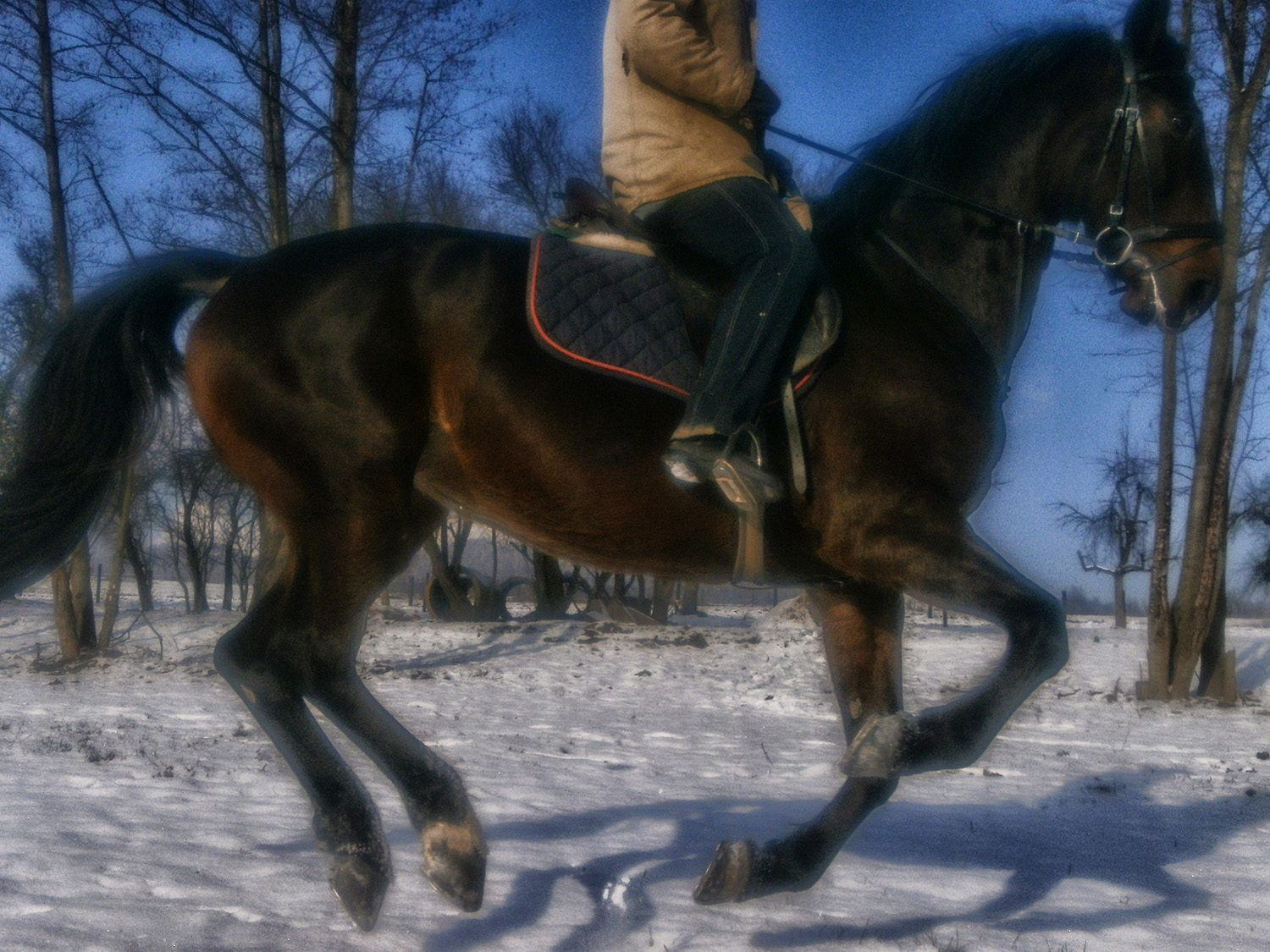 http://www.farmakotelsko.cz/images/kone/nase-kone/ROUSMERY3.JPG